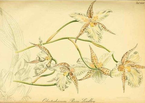 Reproducción/Reproduction 49701510183: Gartenflora.. Erlangen :F. Enke,1852-1940.. 