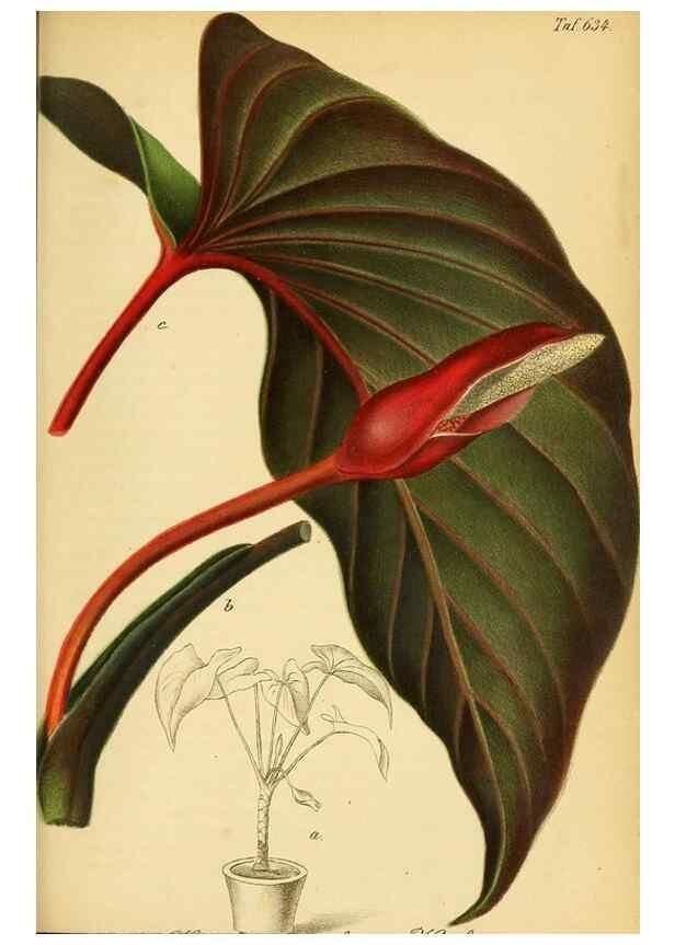 Reproducción/Reproduction 49698942887: Gartenflora.. Erlangen :F. Enke,1852-1940.. 