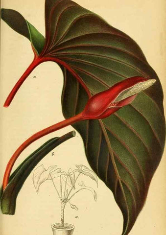Reproducción/Reproduction 49698942887: Gartenflora.. Erlangen :F. Enke,1852-1940.. 