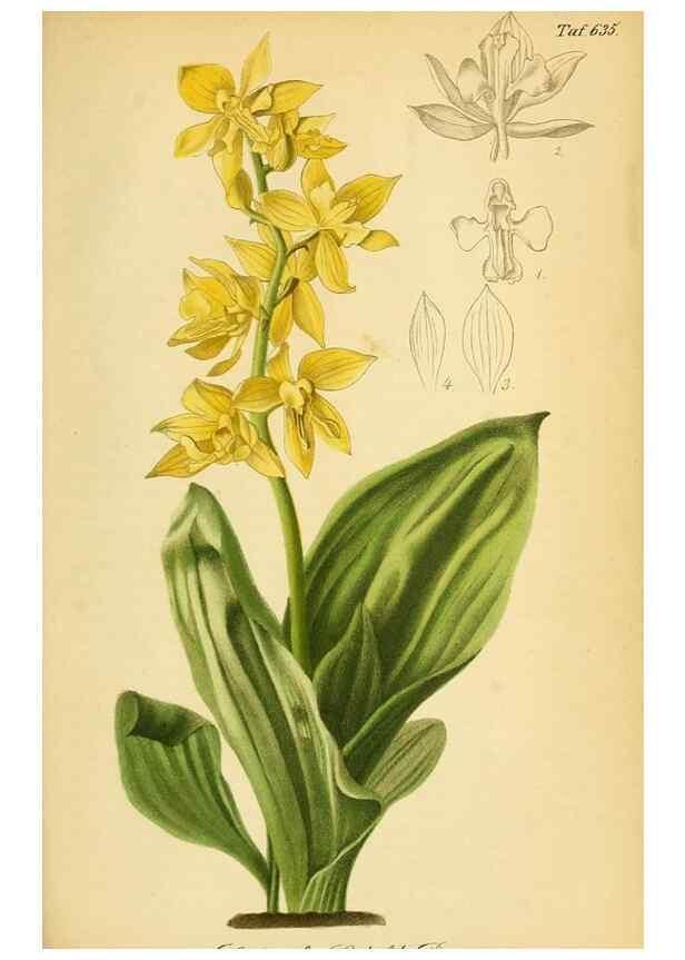 Reproducción/Reproduction 49698104868: Gartenflora.. Erlangen :F. Enke,1852-1940.. 