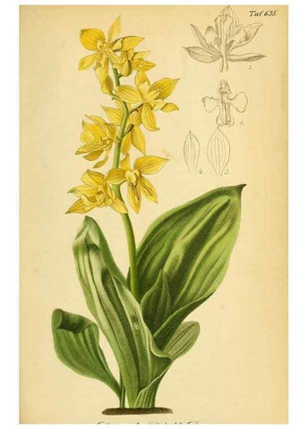 Reproducción/Reproduction 49698104868: Gartenflora.. Erlangen :F. Enke,1852-1940.. 