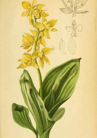 Reproducción/Reproduction 49698104868: Gartenflora.. Erlangen :F. Enke,1852-1940.. 