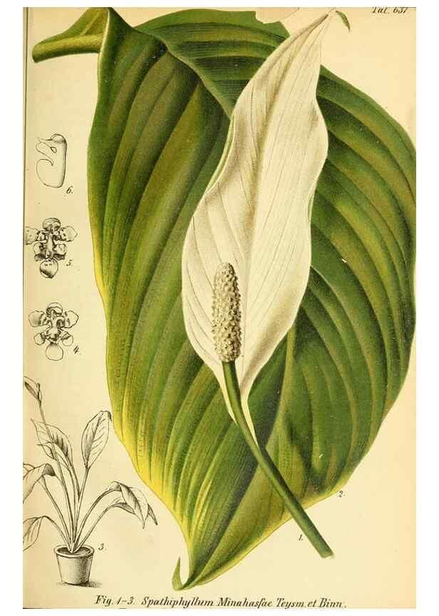 Reproducción/Reproduction 49701507268: Gartenflora.. Erlangen :F. Enke,1852-1940.. 