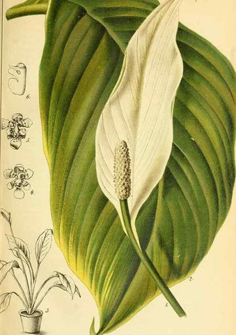 Reproducción/Reproduction 49701507268: Gartenflora.. Erlangen :F. Enke,1852-1940.. 