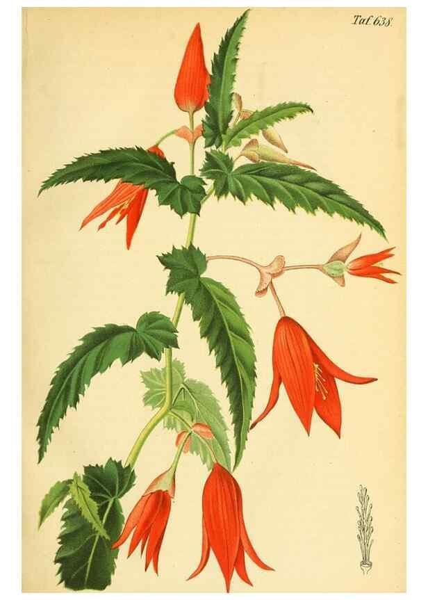 Reproducción/Reproduction 49701507513: Gartenflora.. Erlangen :F. Enke,1852-1940.. 