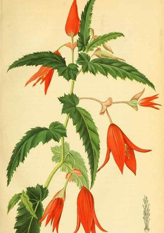 Reproducción/Reproduction 49701507513: Gartenflora.. Erlangen :F. Enke,1852-1940.. 