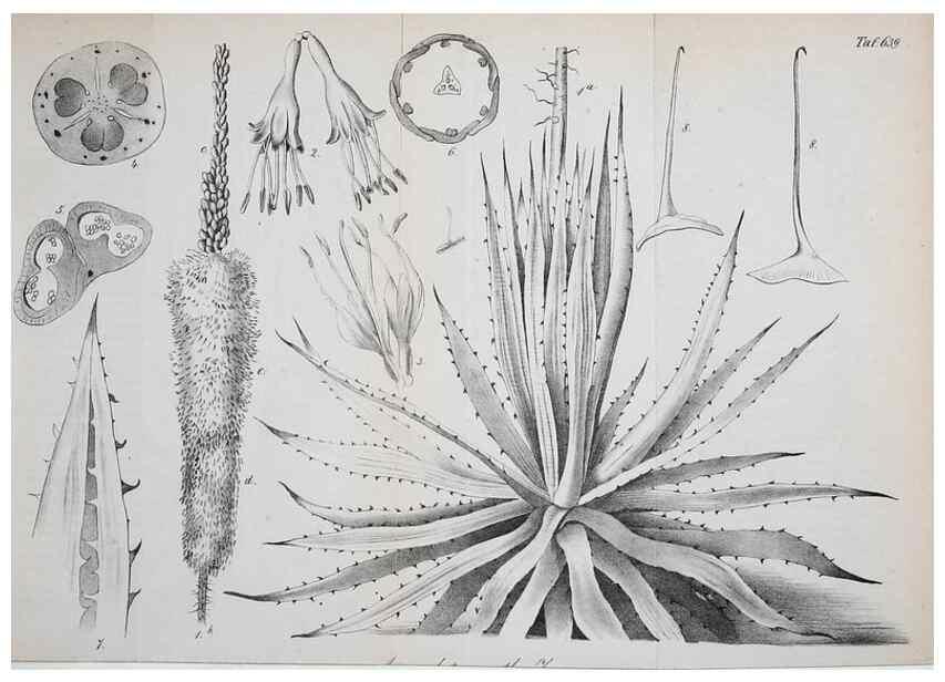 Reproducción/Reproduction 49702038411: Gartenflora.. Erlangen :F. Enke,1852-1940.. 