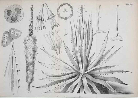 Reproducción/Reproduction 49702038411: Gartenflora.. Erlangen :F. Enke,1852-1940.. 