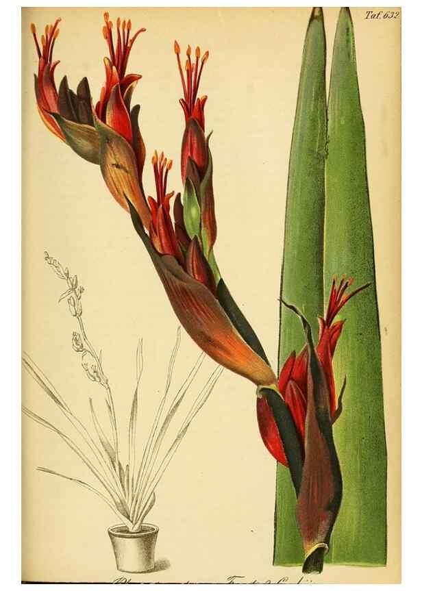 Reproducción/Reproduction 49698636016: Gartenflora.. Erlangen :F. Enke,1852-1940.. 