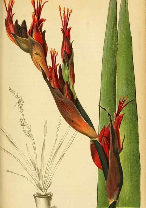Reproducción/Reproduction 49698636016: Gartenflora.. Erlangen :F. Enke,1852-1940.. 
