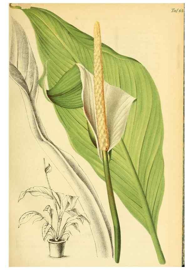 Reproducción/Reproduction 49701508203: Gartenflora.. Erlangen :F. Enke,1852-1940.. 