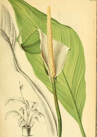 Reproducción/Reproduction 49701508203: Gartenflora.. Erlangen :F. Enke,1852-1940.. 