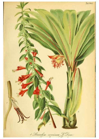 Reproducción/Reproduction 49701508673: Gartenflora.. Erlangen :F. Enke,1852-1940.. 
