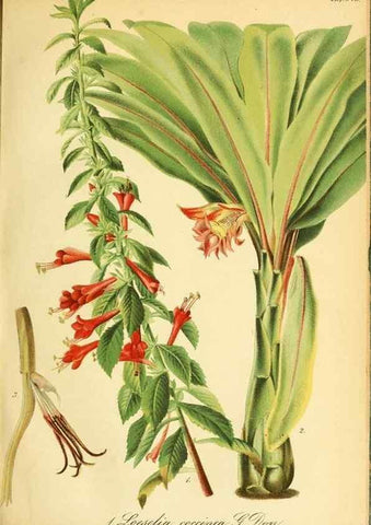 Reproducción/Reproduction 49701508673: Gartenflora.. Erlangen :F. Enke,1852-1940.. 