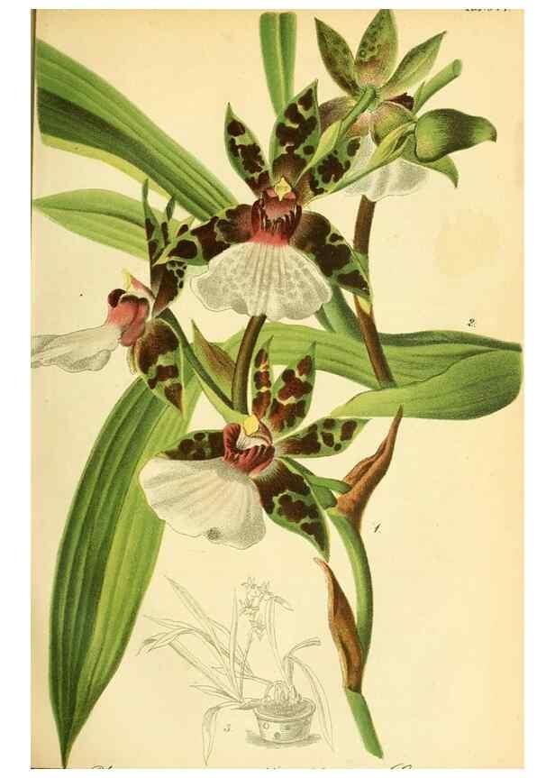 Reproducción/Reproduction 49701508923: Gartenflora.. Erlangen :F. Enke,1852-1940.. 