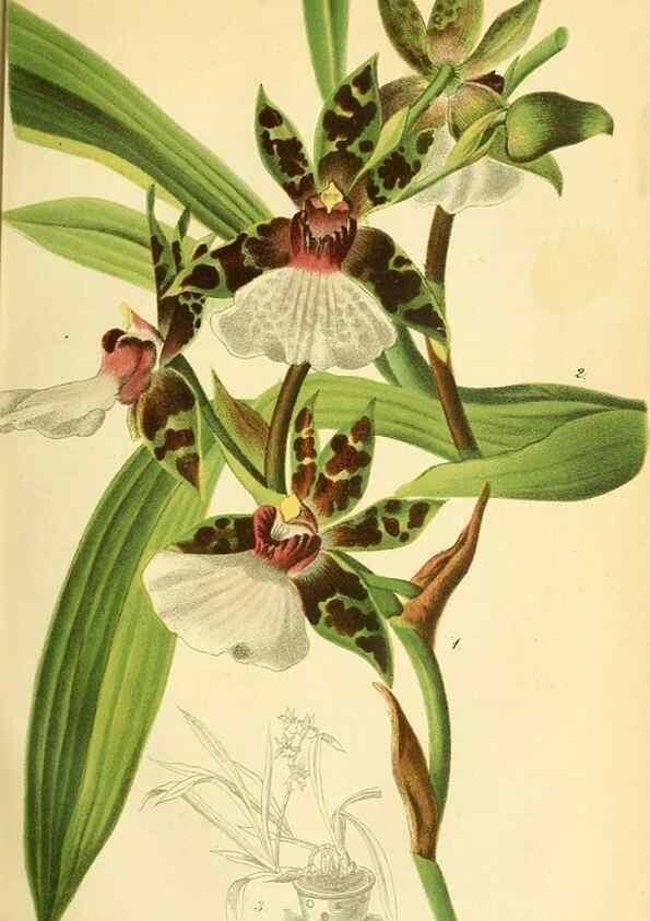 Reproducción/Reproduction 49701508923: Gartenflora.. Erlangen :F. Enke,1852-1940.. 