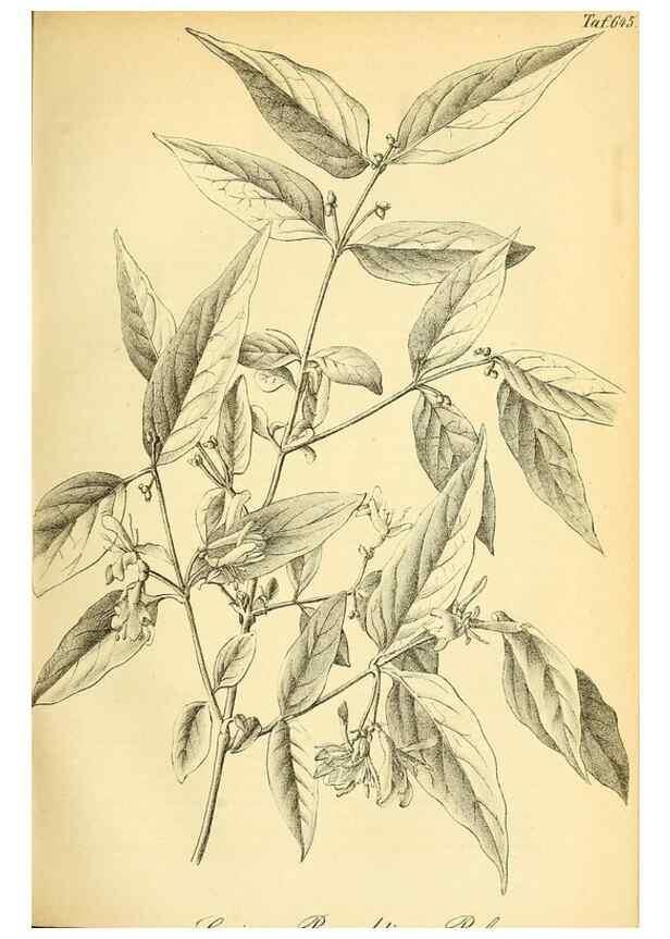 Reproducción/Reproduction 49701509148: Gartenflora.. Erlangen :F. Enke,1852-1940.. 
