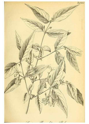 Reproducción/Reproduction 49701509148: Gartenflora.. Erlangen :F. Enke,1852-1940.. 
