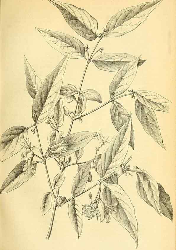 Reproducción/Reproduction 49701509148: Gartenflora.. Erlangen :F. Enke,1852-1940.. 