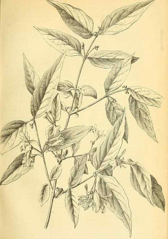 Reproducción/Reproduction 49701509148: Gartenflora.. Erlangen :F. Enke,1852-1940.. 