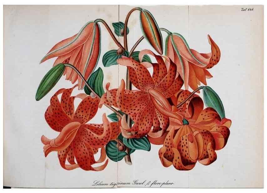Reproducción/Reproduction 49701509358: Gartenflora.. Erlangen :F. Enke,1852-1940.. 