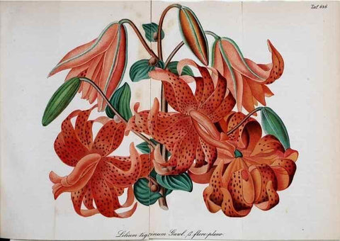 Reproducción/Reproduction 49701509358: Gartenflora.. Erlangen :F. Enke,1852-1940.. 