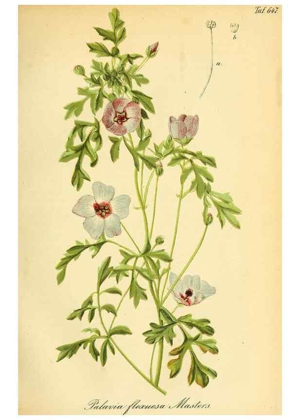 Reproducción/Reproduction 49702040121: Gartenflora.. Erlangen :F. Enke,1852-1940.. 