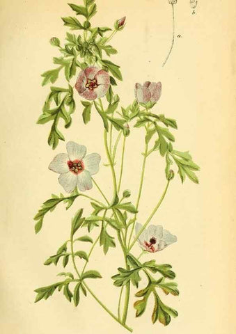 Reproducción/Reproduction 49702040121: Gartenflora.. Erlangen :F. Enke,1852-1940.. 