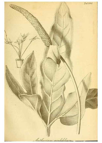 Reproducción/Reproduction 49701509713: Gartenflora.. Erlangen :F. Enke,1852-1940.. 