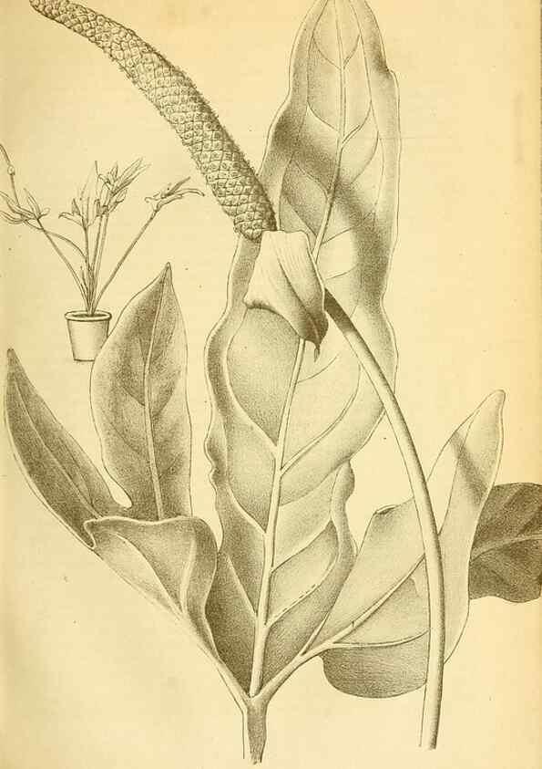 Reproducción/Reproduction 49701509713: Gartenflora.. Erlangen :F. Enke,1852-1940.. 