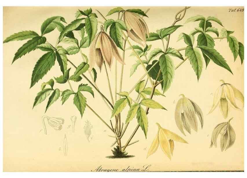 Reproducción/Reproduction 49701509923: Gartenflora.. Erlangen :F. Enke,1852-1940.. 