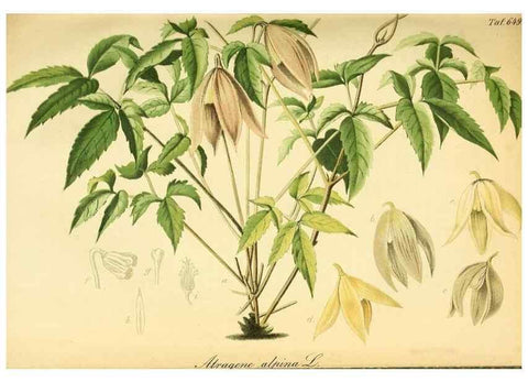 Reproducción/Reproduction 49701509923: Gartenflora.. Erlangen :F. Enke,1852-1940.. 