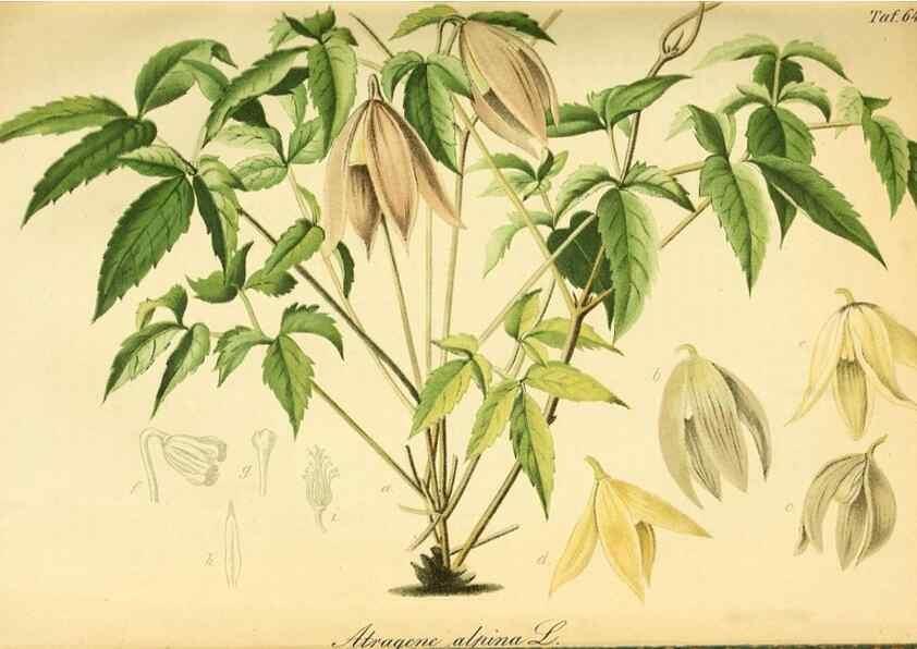 Reproducción/Reproduction 49701509923: Gartenflora.. Erlangen :F. Enke,1852-1940.. 