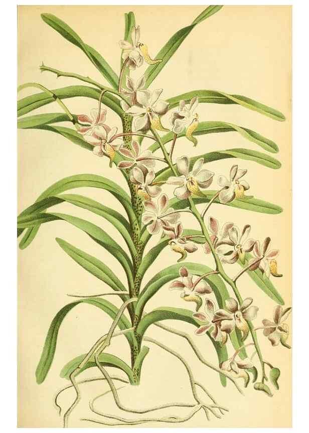 Reproducción/Reproduction 49701508413: Gartenflora.. Erlangen :F. Enke,1852-1940.. 