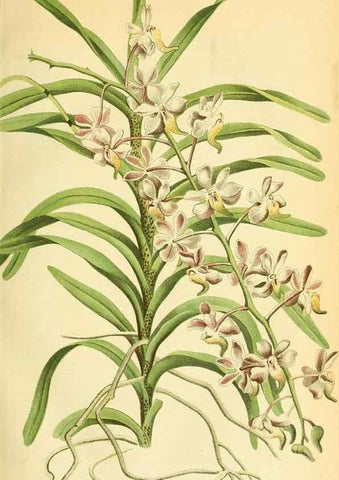 Reproducción/Reproduction 49701508413: Gartenflora.. Erlangen :F. Enke,1852-1940.. 