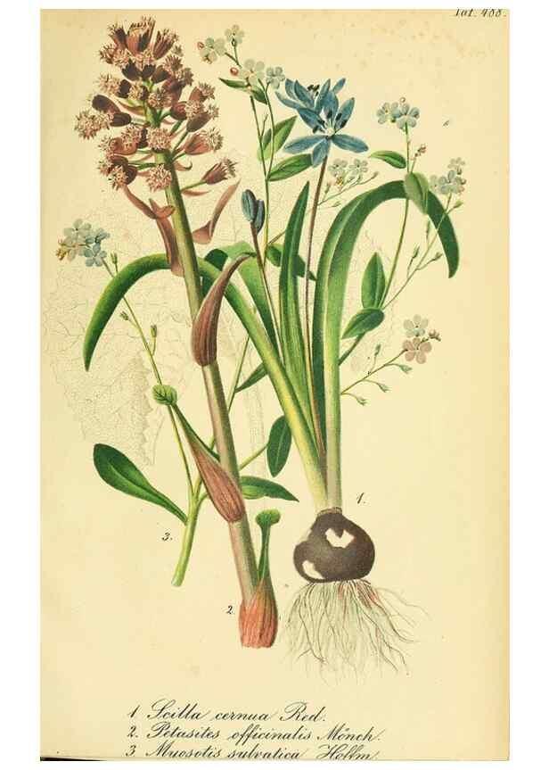 Reproducción/Reproduction 49691710196: Gartenflora.. Erlangen :F. Enke,1852-1940.. 