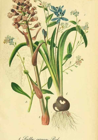 Reproducción/Reproduction 49691710196: Gartenflora.. Erlangen :F. Enke,1852-1940.. 