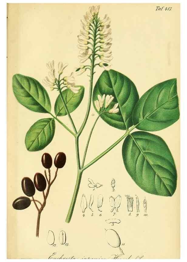 Reproducción/Reproduction 49692015167: Gartenflora.. Erlangen :F. Enke,1852-1940.. 
