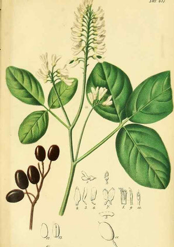 Reproducción/Reproduction 49692015167: Gartenflora.. Erlangen :F. Enke,1852-1940.. 