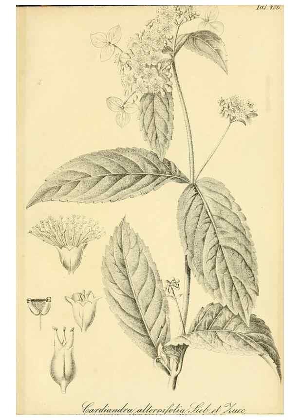 Reproducción/Reproduction 49692014917: Gartenflora.. Erlangen :F. Enke,1852-1940.. 