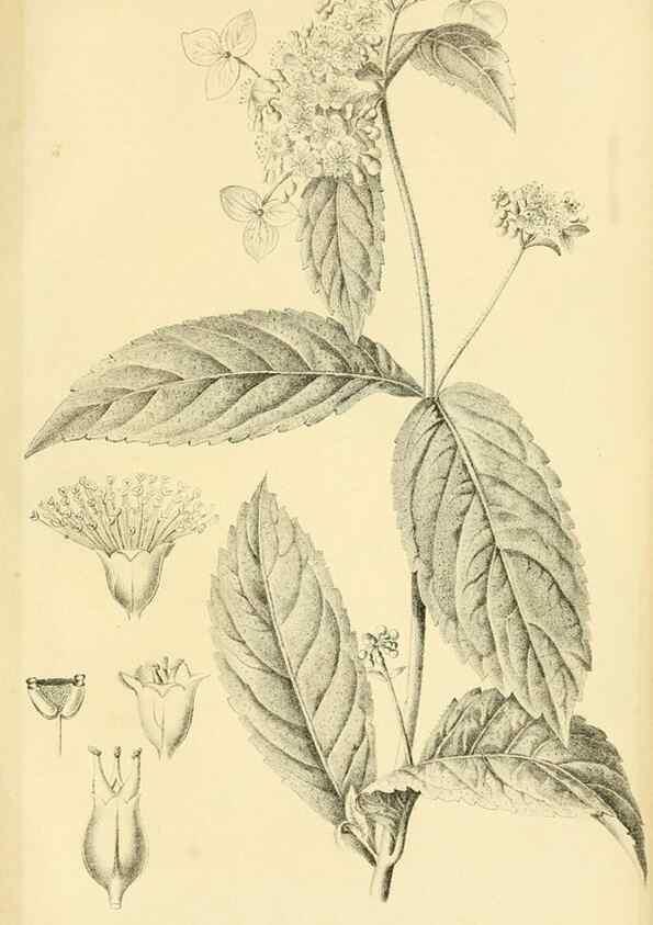 Reproducción/Reproduction 49692014917: Gartenflora.. Erlangen :F. Enke,1852-1940.. 