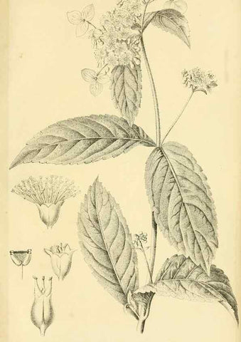 Reproducción/Reproduction 49692014917: Gartenflora.. Erlangen :F. Enke,1852-1940.. 
