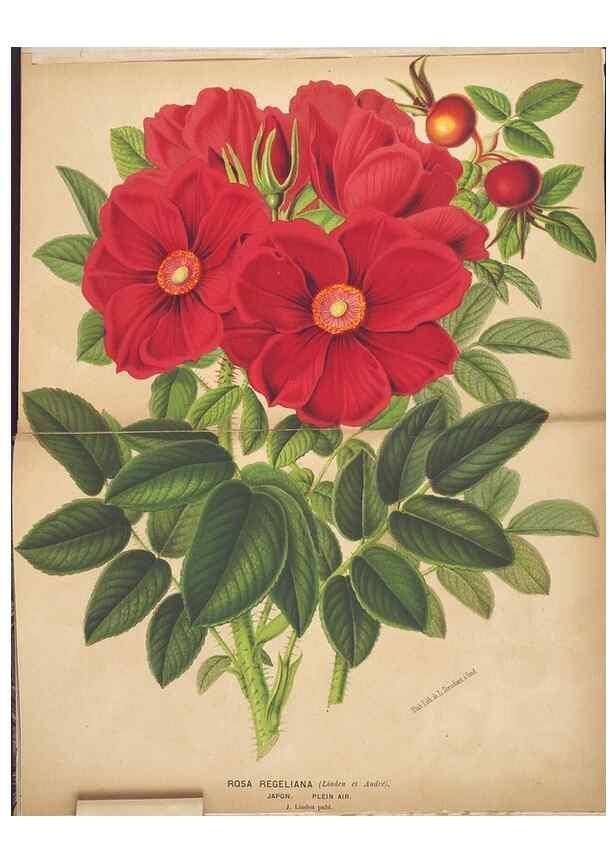 Reproducción/Reproduction 49690951102: L'Illustration horticole :. Gand, Belgium :Imprimerie et lithographie de F. et E. Gyselnyck,1854-1896.. 