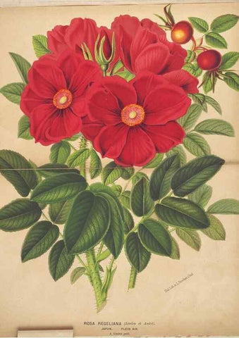 Reproducción/Reproduction 49690951102: L'Illustration horticole :. Gand, Belgium :Imprimerie et lithographie de F. et E. Gyselnyck,1854-1896.. 