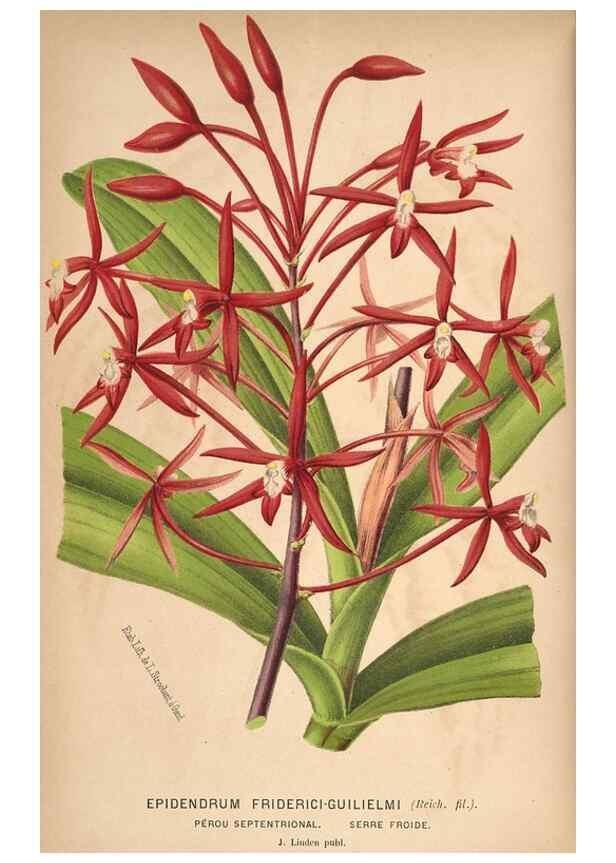 Reproducción/Reproduction 49690641971: L'Illustration horticole :. Gand, Belgium :Imprimerie et lithographie de F. et E. Gyselnyck,1854-1896.. 