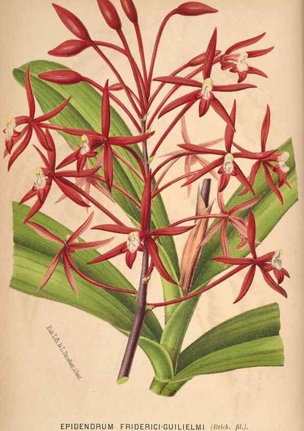 Reproducción/Reproduction 49690641971: L'Illustration horticole :. Gand, Belgium :Imprimerie et lithographie de F. et E. Gyselnyck,1854-1896.. 