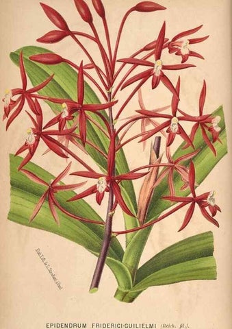 Reproducción/Reproduction 49690641971: L'Illustration horticole :. Gand, Belgium :Imprimerie et lithographie de F. et E. Gyselnyck,1854-1896.. 