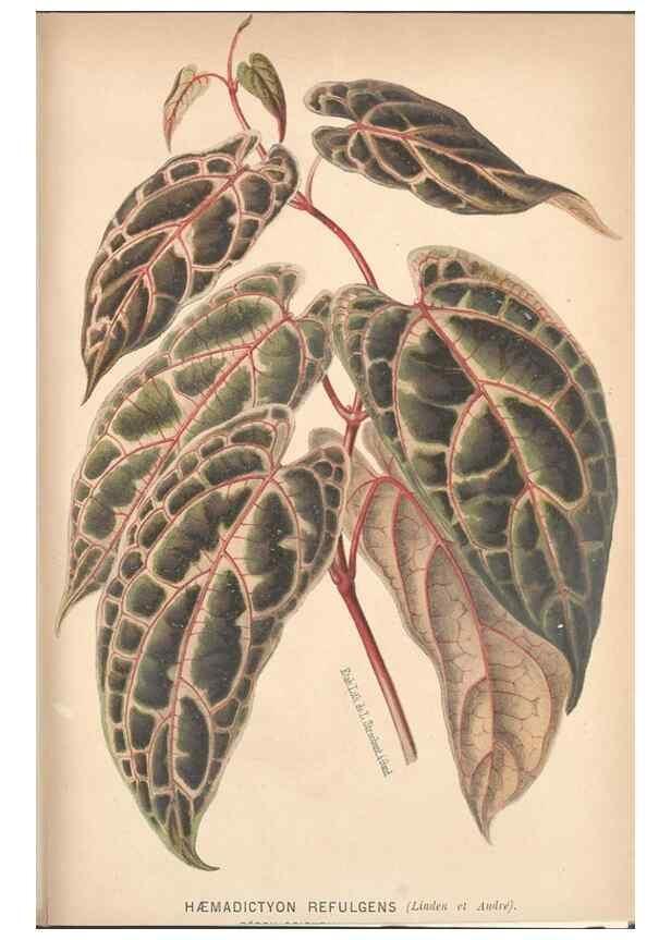 Reproducción/Reproduction 49690951917: L'Illustration horticole :. Gand, Belgium :Imprimerie et lithographie de F. et E. Gyselnyck,1854-1896.. 