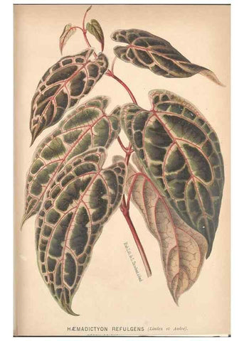 Reproducción/Reproduction 49690951917: L'Illustration horticole :. Gand, Belgium :Imprimerie et lithographie de F. et E. Gyselnyck,1854-1896.. 
