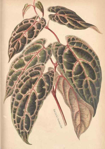Reproducción/Reproduction 49690951917: L'Illustration horticole :. Gand, Belgium :Imprimerie et lithographie de F. et E. Gyselnyck,1854-1896.. 